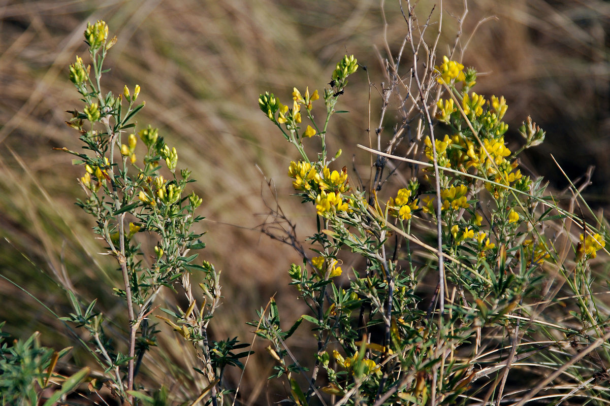 Изображение особи Medicago falcata.