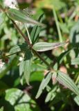 Galium boreale