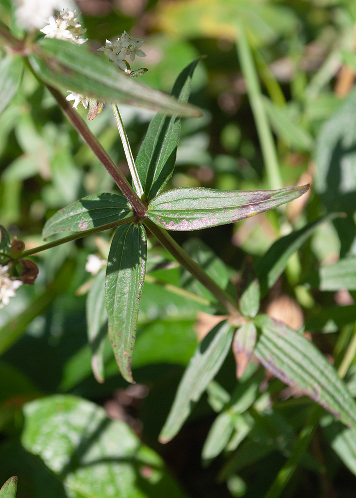 Изображение особи Galium boreale.