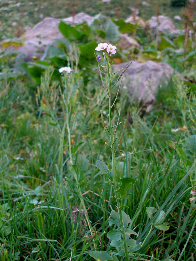 Image of Cardamine seidlitziana specimen.