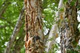 Betula pamirica. Часть ствола взрослого дерева. Таджикистан, Горно-Бадахшанская автономная обл., г. Хорог, Памирский ботанический сад имени А.В. Гурского, выс. ≈ 2320 м н.у.м., в культуре. 5 июля 2024 г.