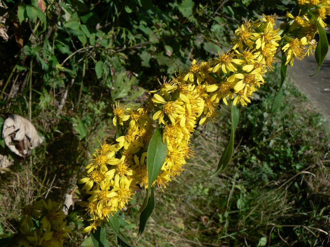 Изображение особи Solidago decurrens.