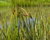 genus Carex