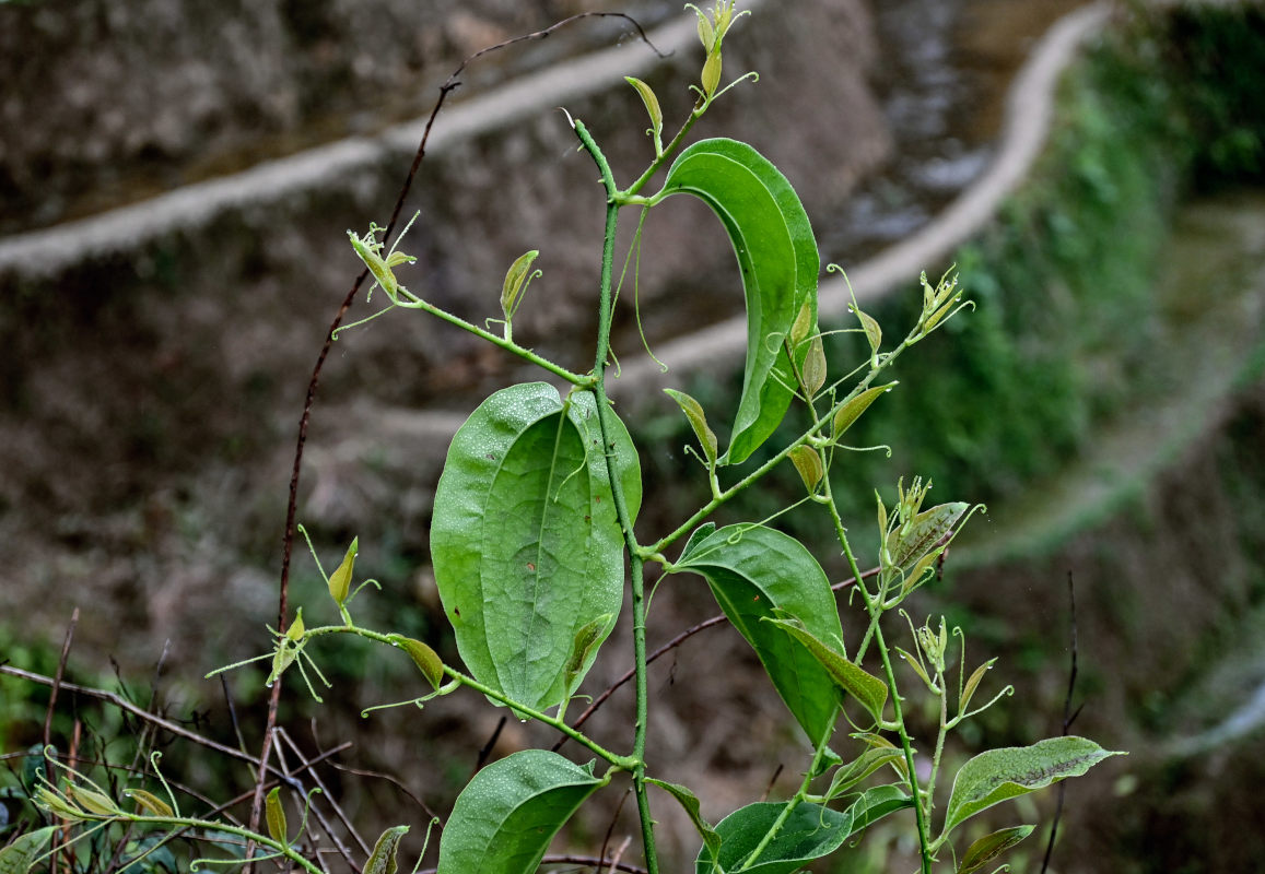 Image of Smilax china specimen.