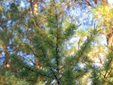 Larix sibirica. Верхушка кроны дерева. Ульяновск, Заволжский р-н, сосняк с лиственным подростом. 02.10.2024.