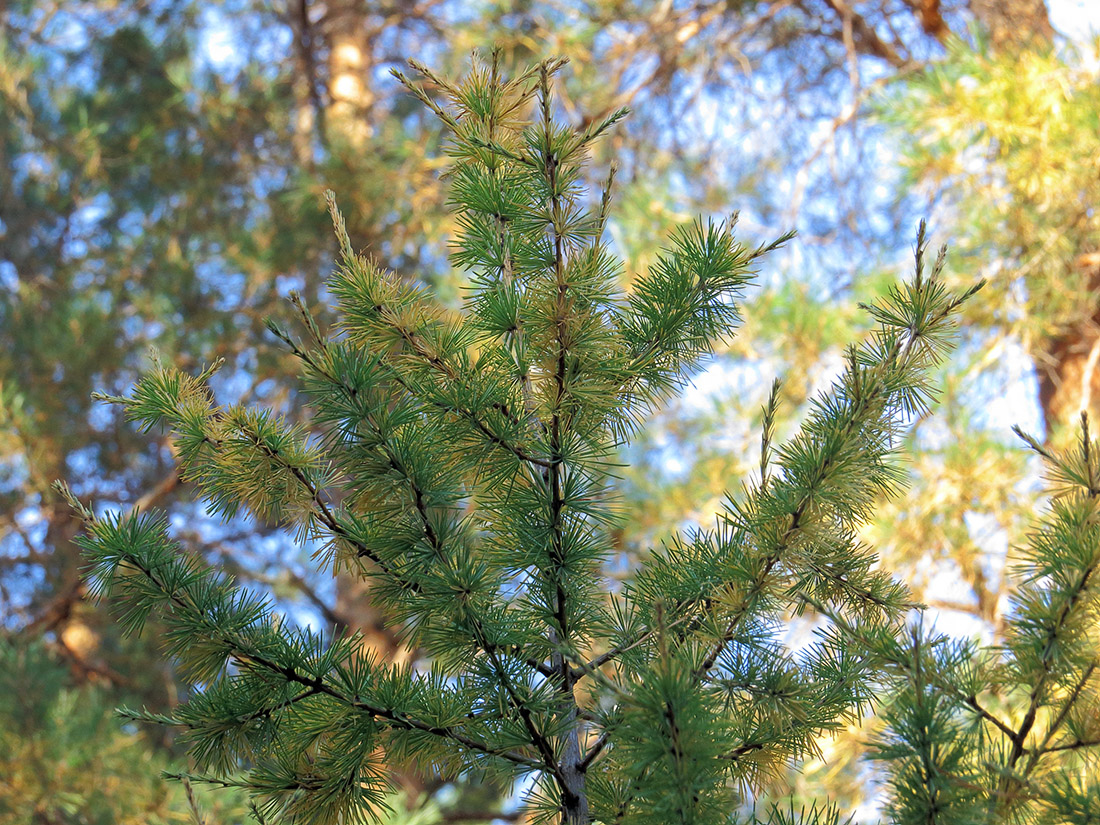 Изображение особи Larix sibirica.