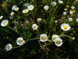 Erigeron annuus. Верхушка цветущего растения. Хабаровск, за Детской краевой больницей. 31.07.2014.