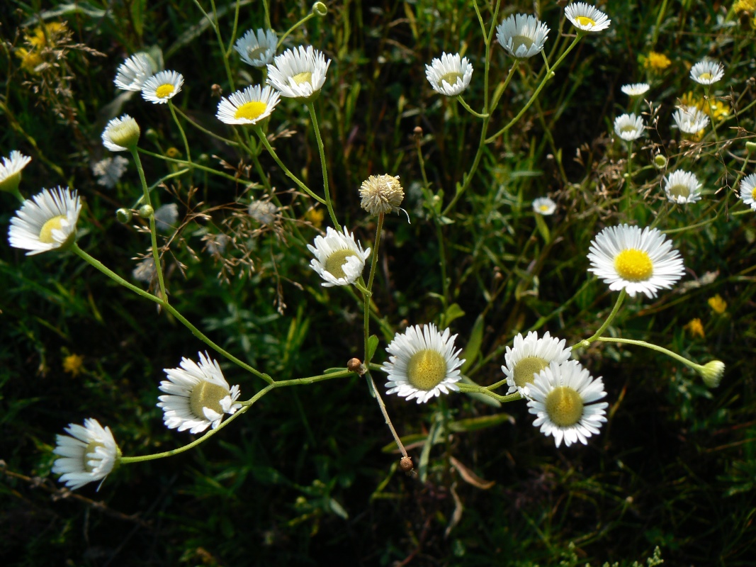 Image of Erigeron annuus specimen.