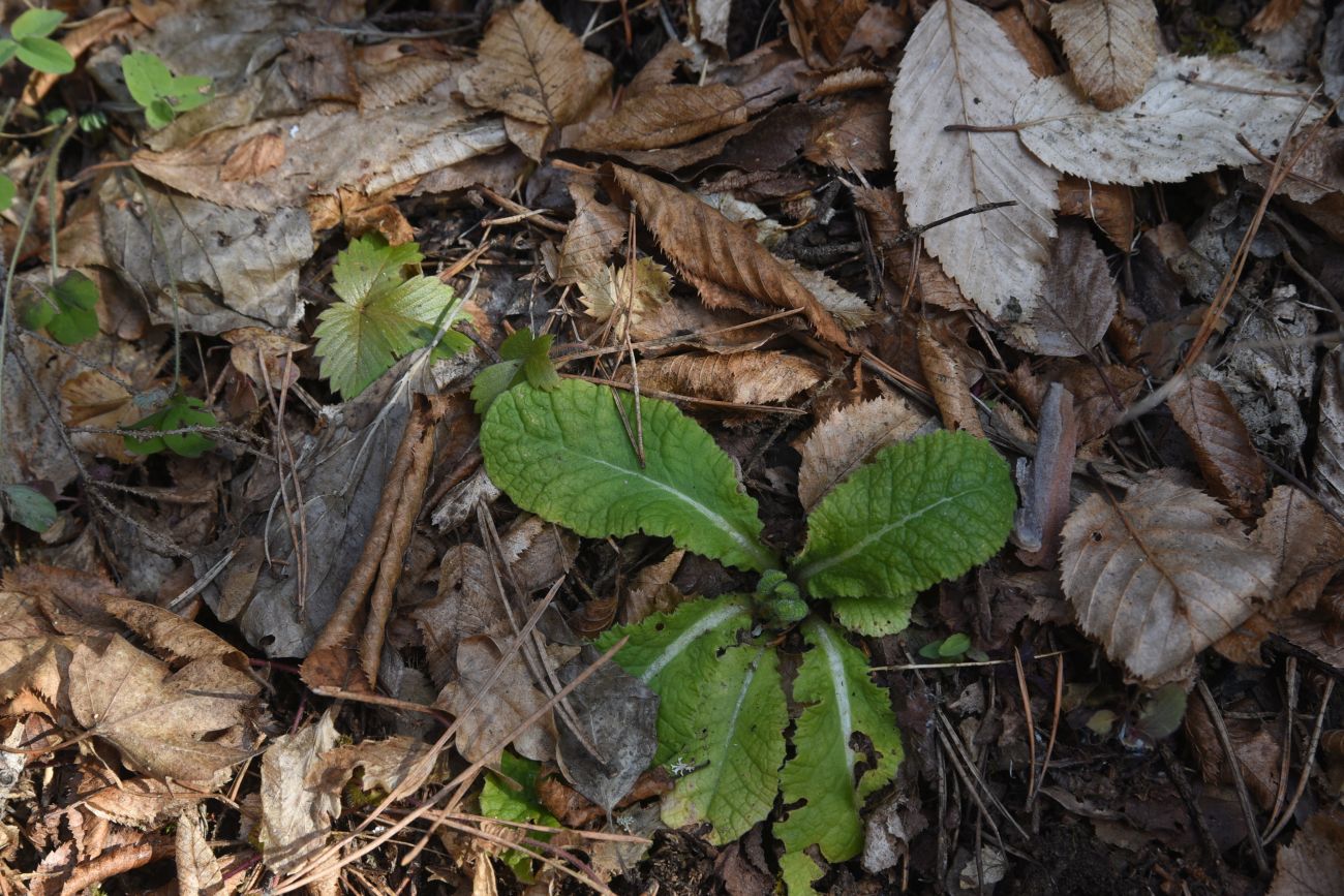 Image of genus Primula specimen.