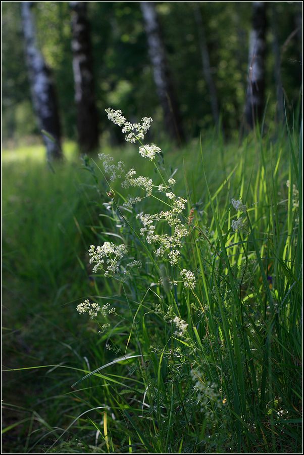 Image of Galium album specimen.