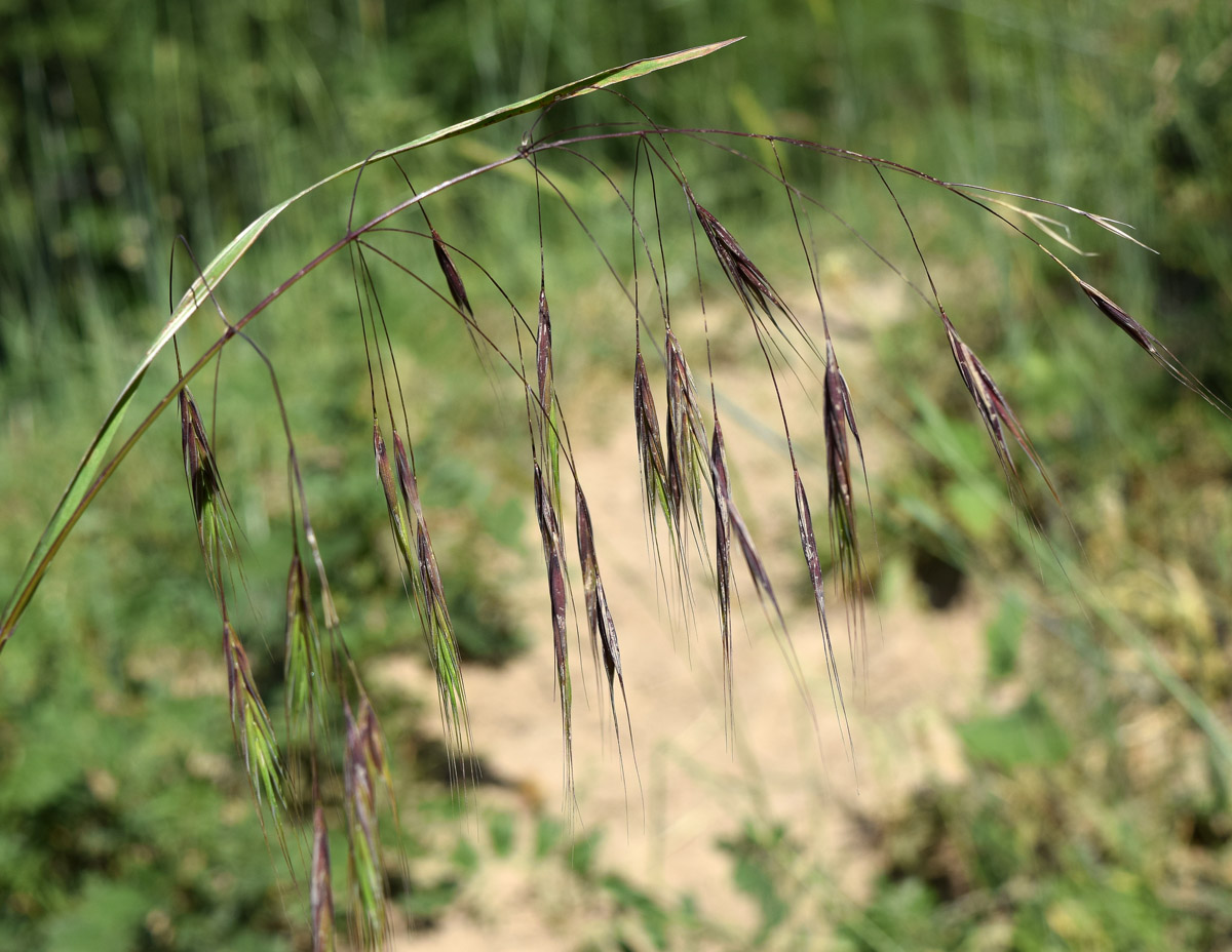 Изображение особи Anisantha sterilis.