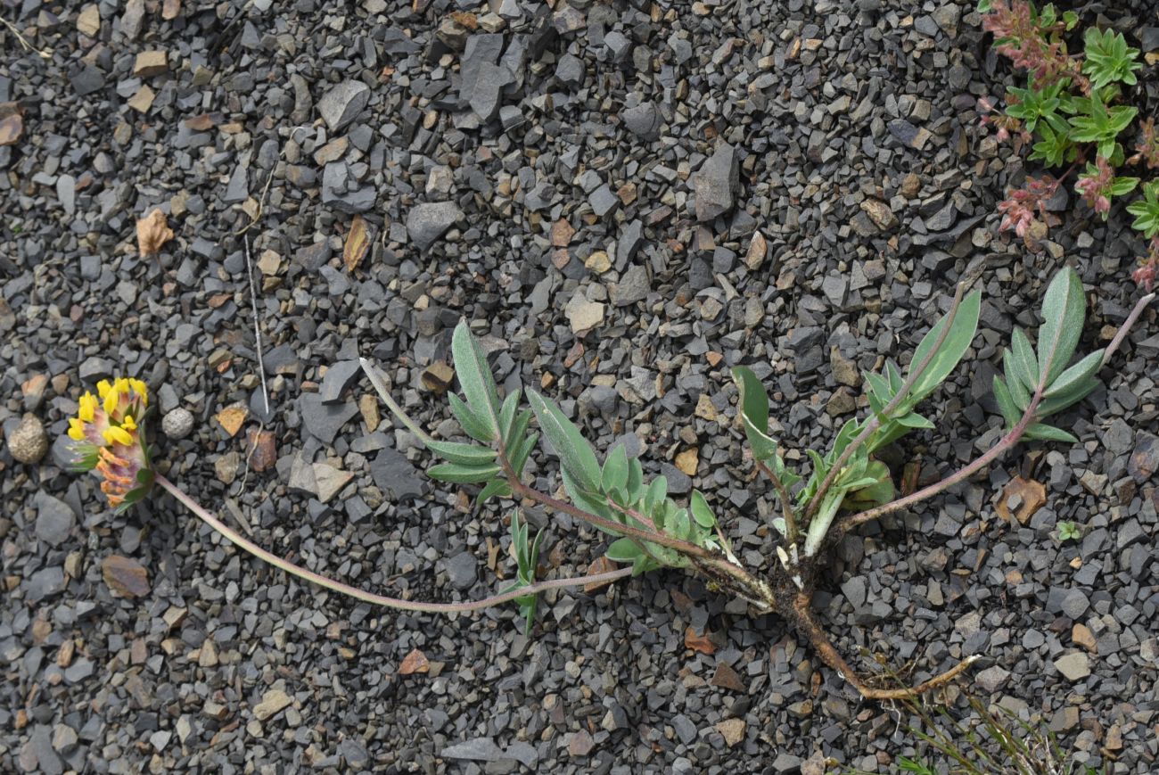 Image of Anthyllis lachnophora specimen.