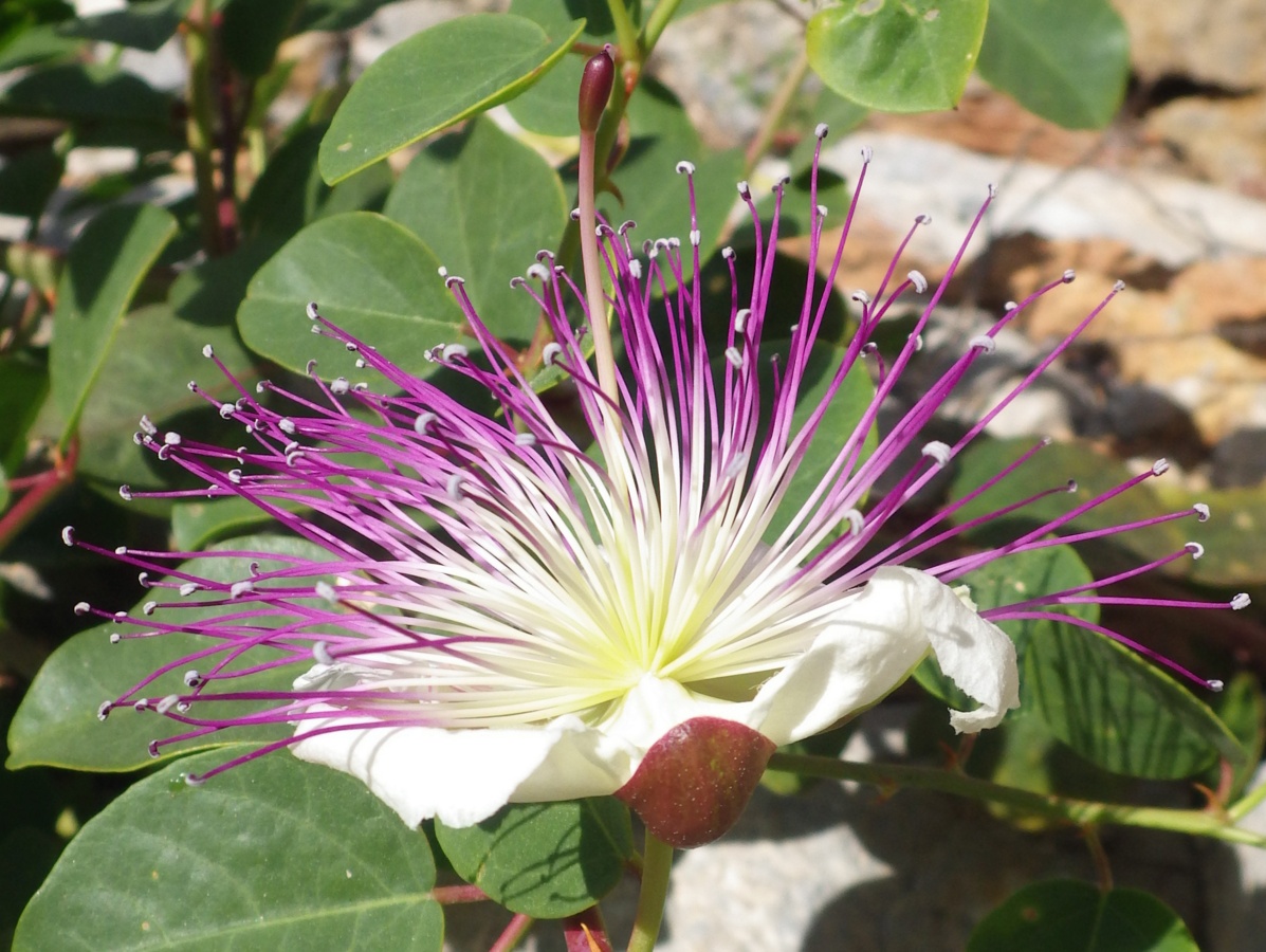 Изображение особи род Capparis.