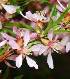 Смотреть изображение Amygdalus nana