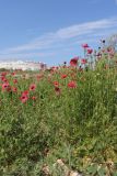 View full-size image Papaver hybridum