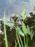 View full-size image Sagittaria natans