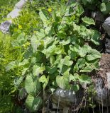 Смотреть изображение Valeriana alliariifolia