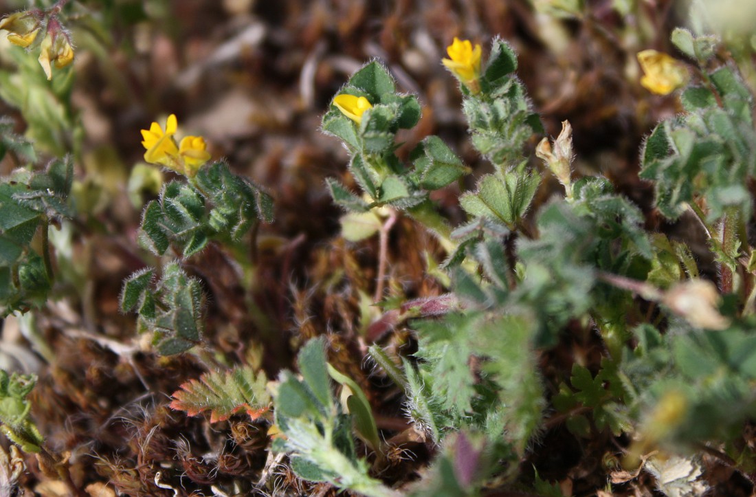 Изображение особи Medicago rigidula.