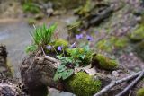 View full-size image genus Viola