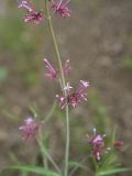 View full-size image Centranthus longiflorus