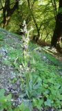 Ophrys oestrifera