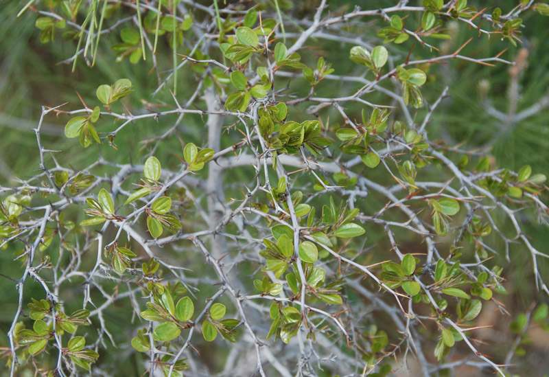 Image of Paliurus spina-christi specimen.