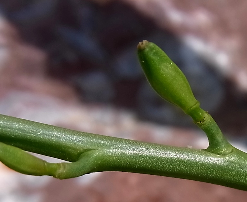 Image of genus Cakile specimen.