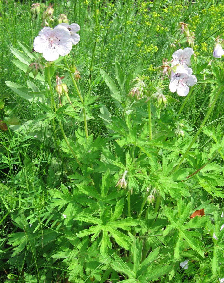 Image of Geranium pratense specimen.