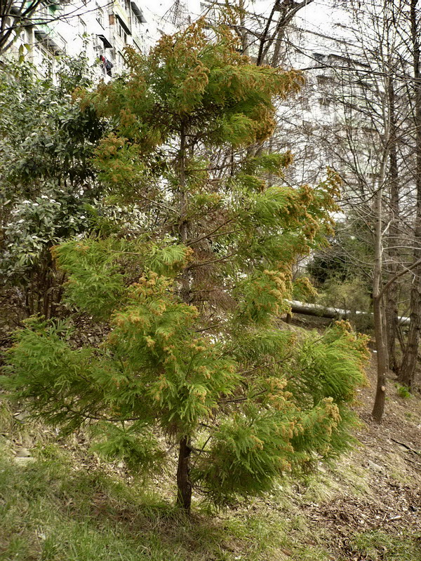 Image of Cryptomeria japonica specimen.