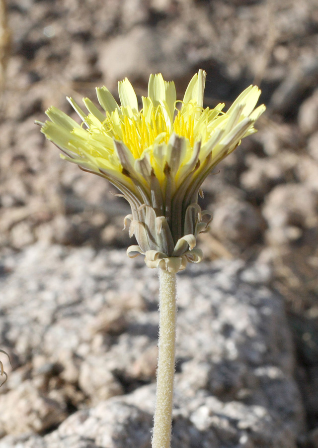 Image of Taraxacum turcomanicum specimen.