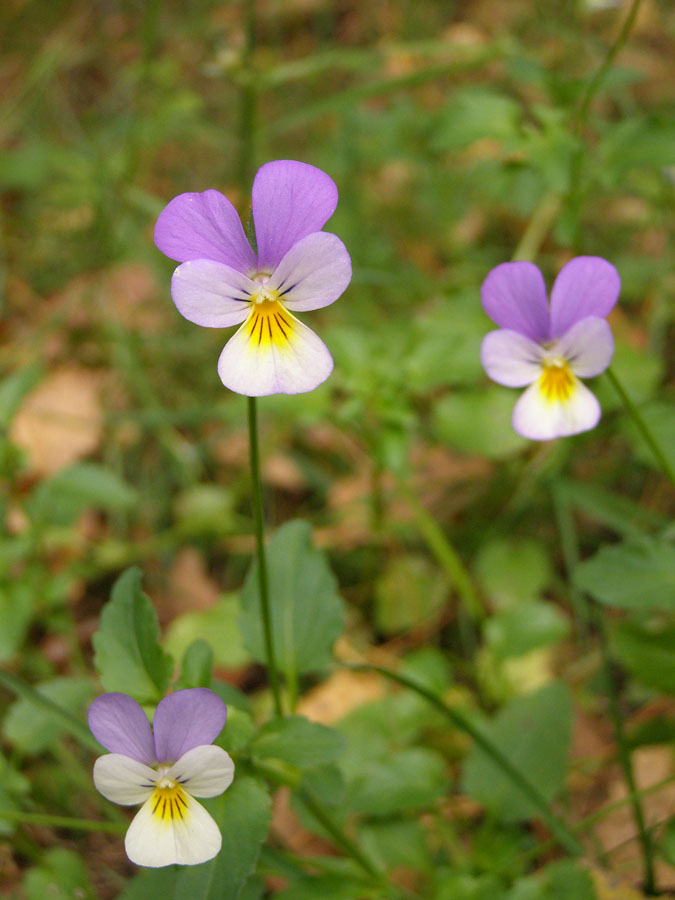 Изображение особи Viola tricolor.