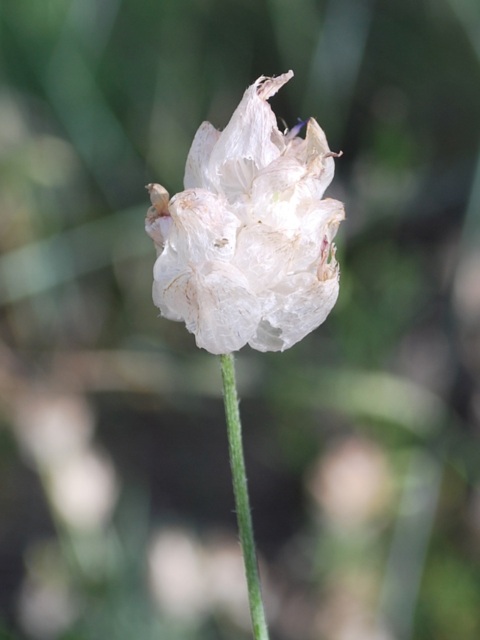 Изображение особи Astragalus schrenkianus.