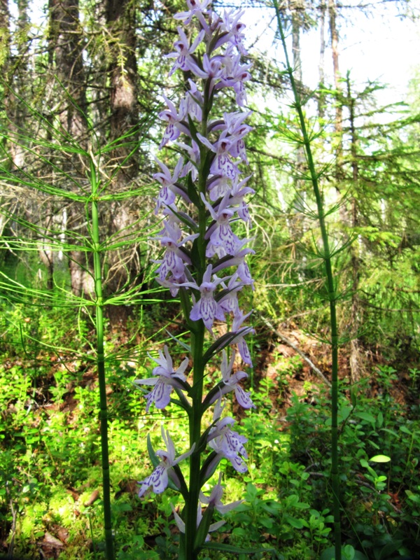 Image of Dactylorhiza maculata specimen.