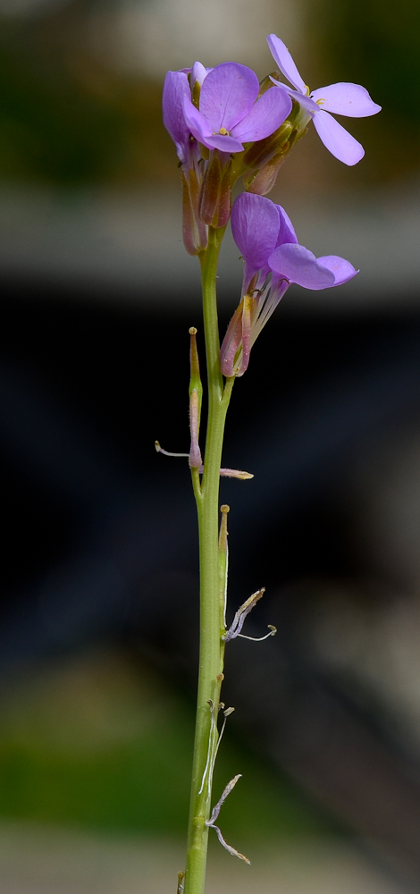 Image of Erucaria hispanica specimen.