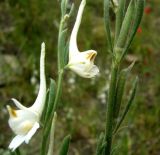 Delphinium stocksianum. Побеги с цветками и плодами. Копетдаг, Чули. Конец мая 2011 г.