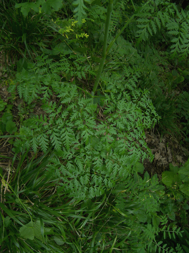 Изображение особи Chaerophyllum bulbosum.