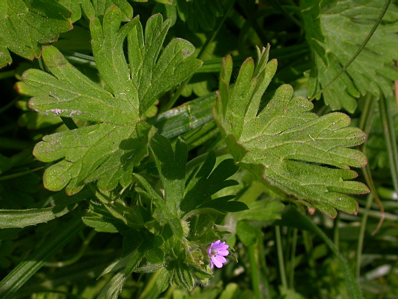 Изображение особи Geranium pusillum.