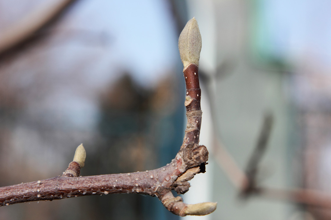 Image of Magnolia &times; soulangeana specimen.