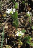 Cerastium glutinosum