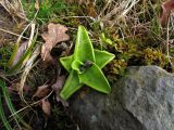 Pinguicula grandiflora