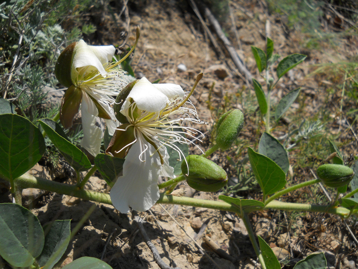 Image of Capparis herbacea specimen.