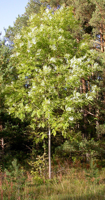 Image of Fraxinus excelsior specimen.