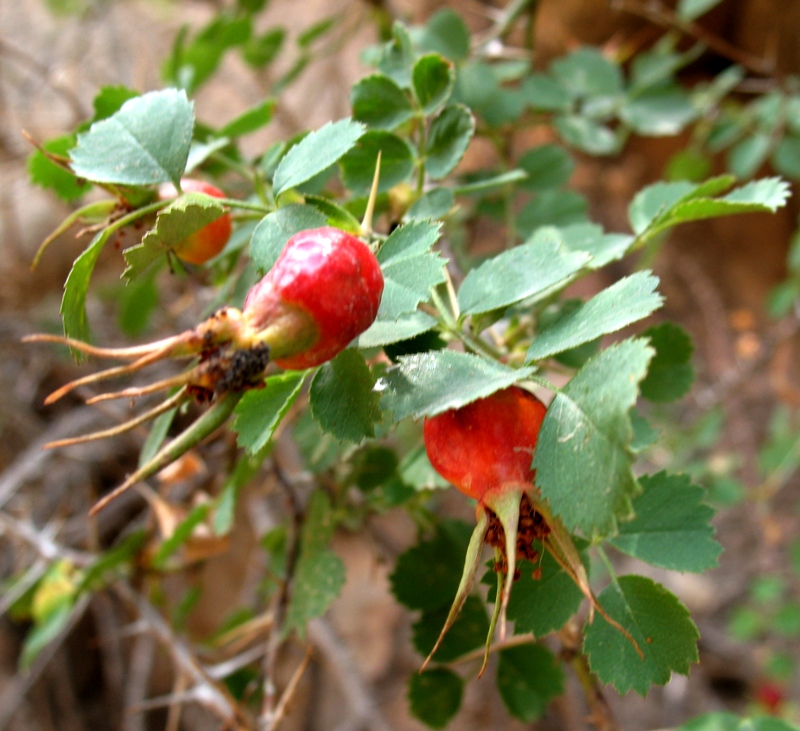 Image of Rosa maracandica specimen.