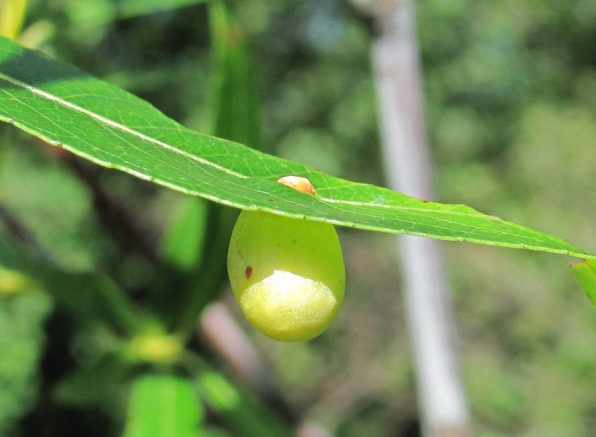 Image of Salix acutifolia specimen.