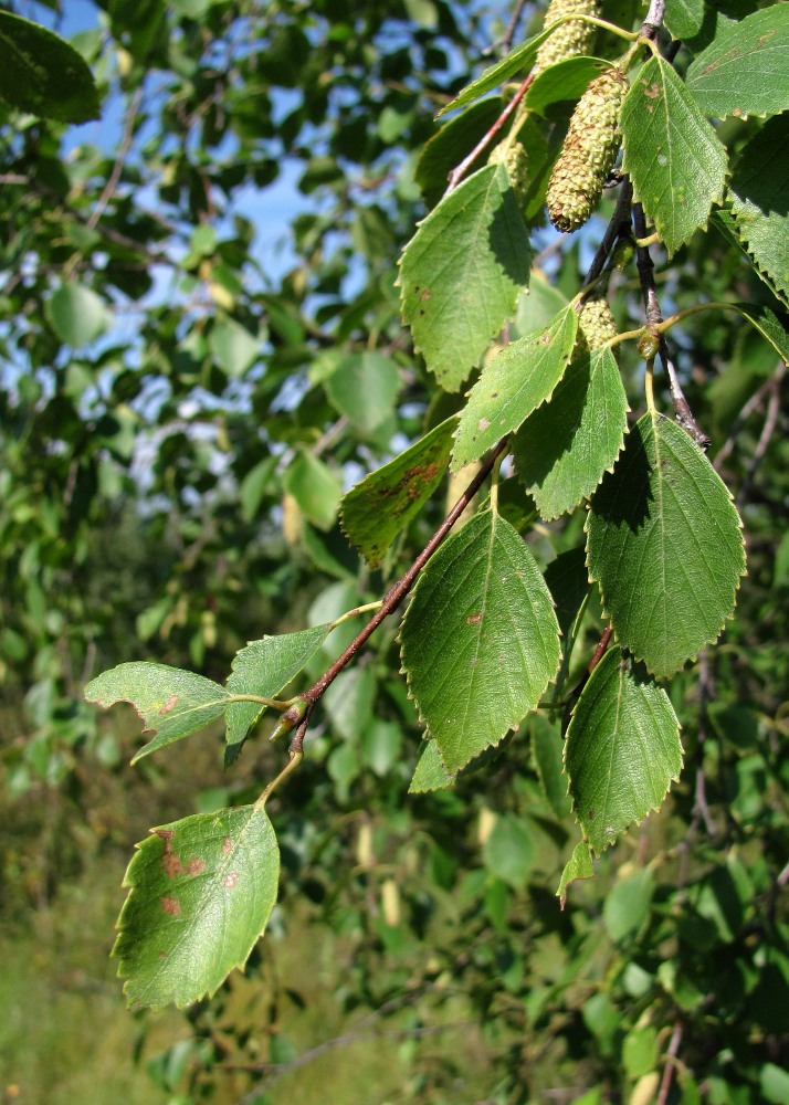 Image of genus Betula specimen.