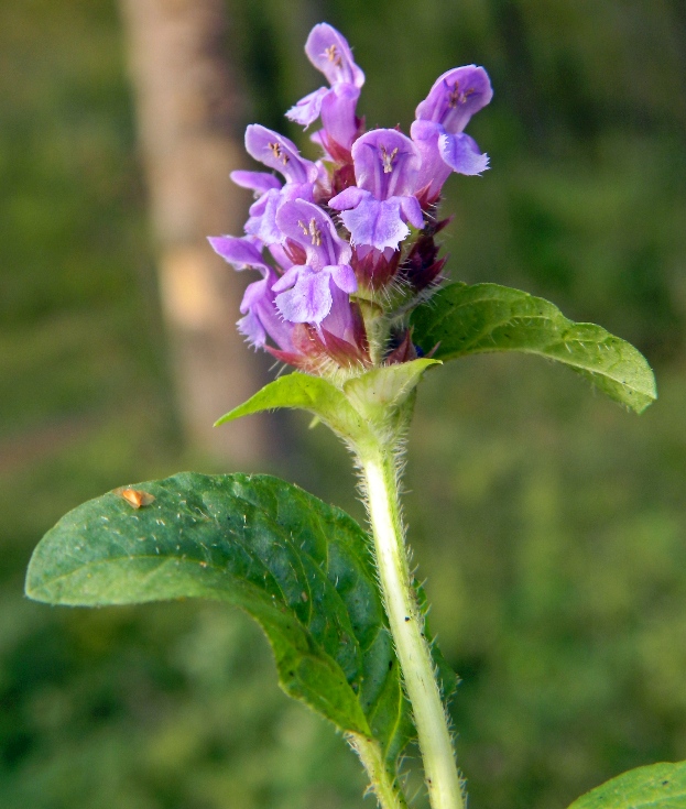 Image of Prunella vulgaris specimen.