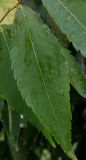 Zelkova serrata. Лист ('Fiekova'). Нидерланды, г. Venlo, \"Floriada 2012\". 11.09.2012.