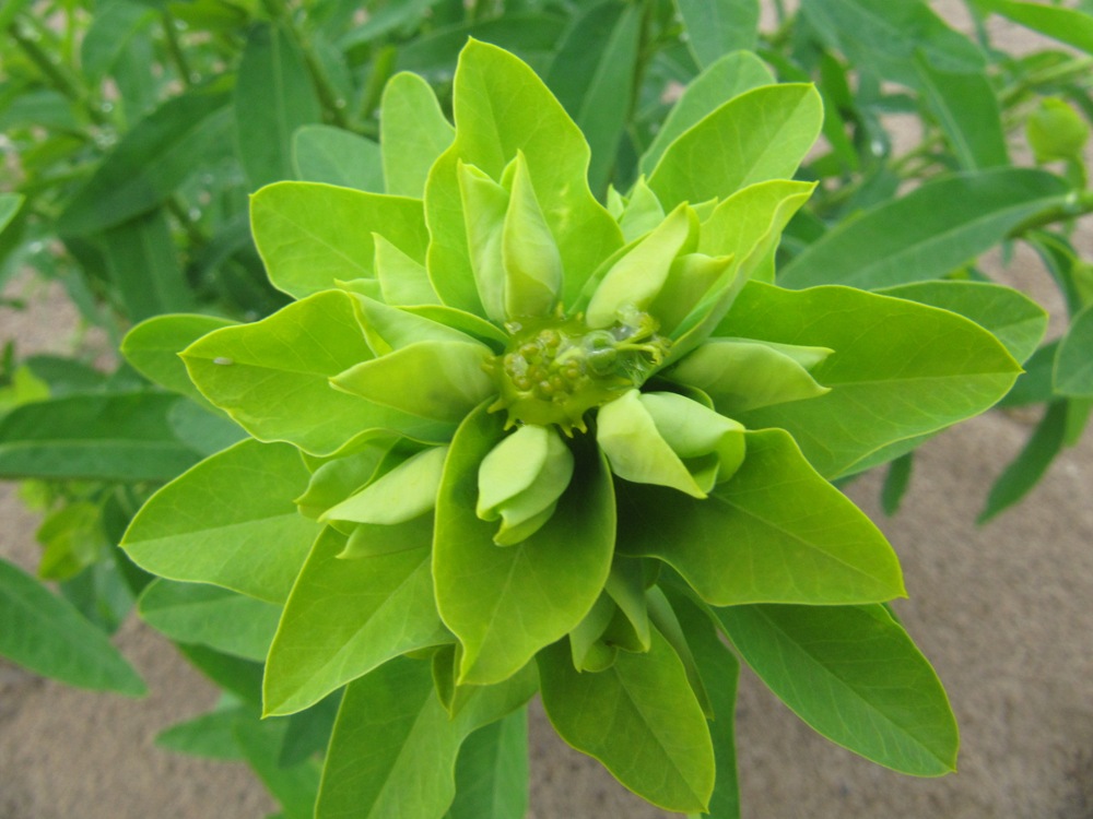 Изображение особи Euphorbia borodinii.