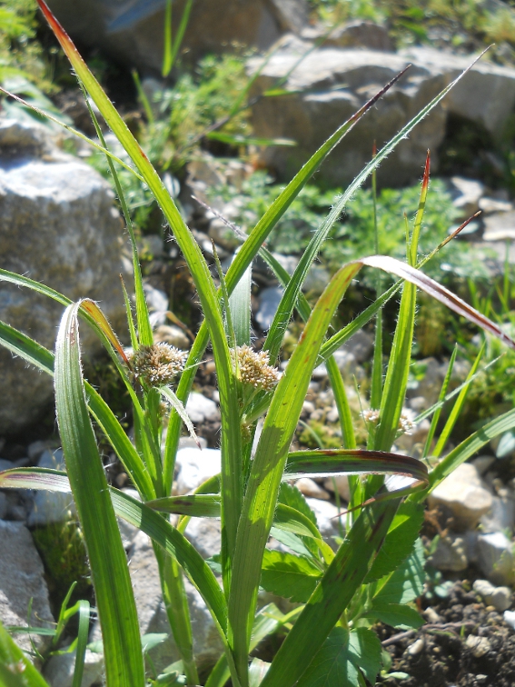 Image of Luzula sylvatica specimen.