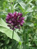 Allium rotundum